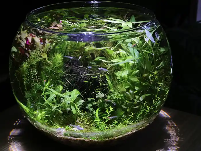 綺麗な水草のボトルアクアリウムの作り方!初心者向けに詳しく解説し ...